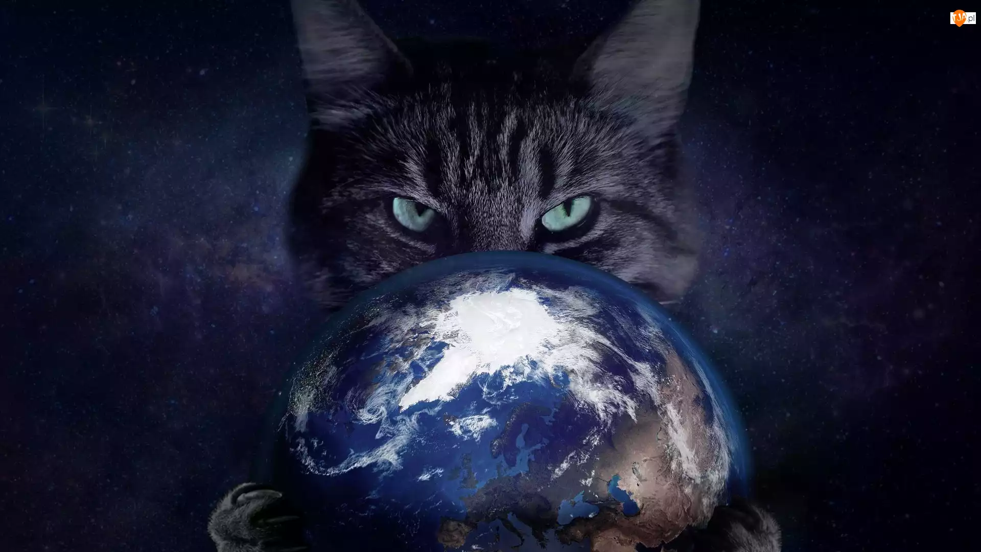 Grafika, Kot, Planeta, Ziemia