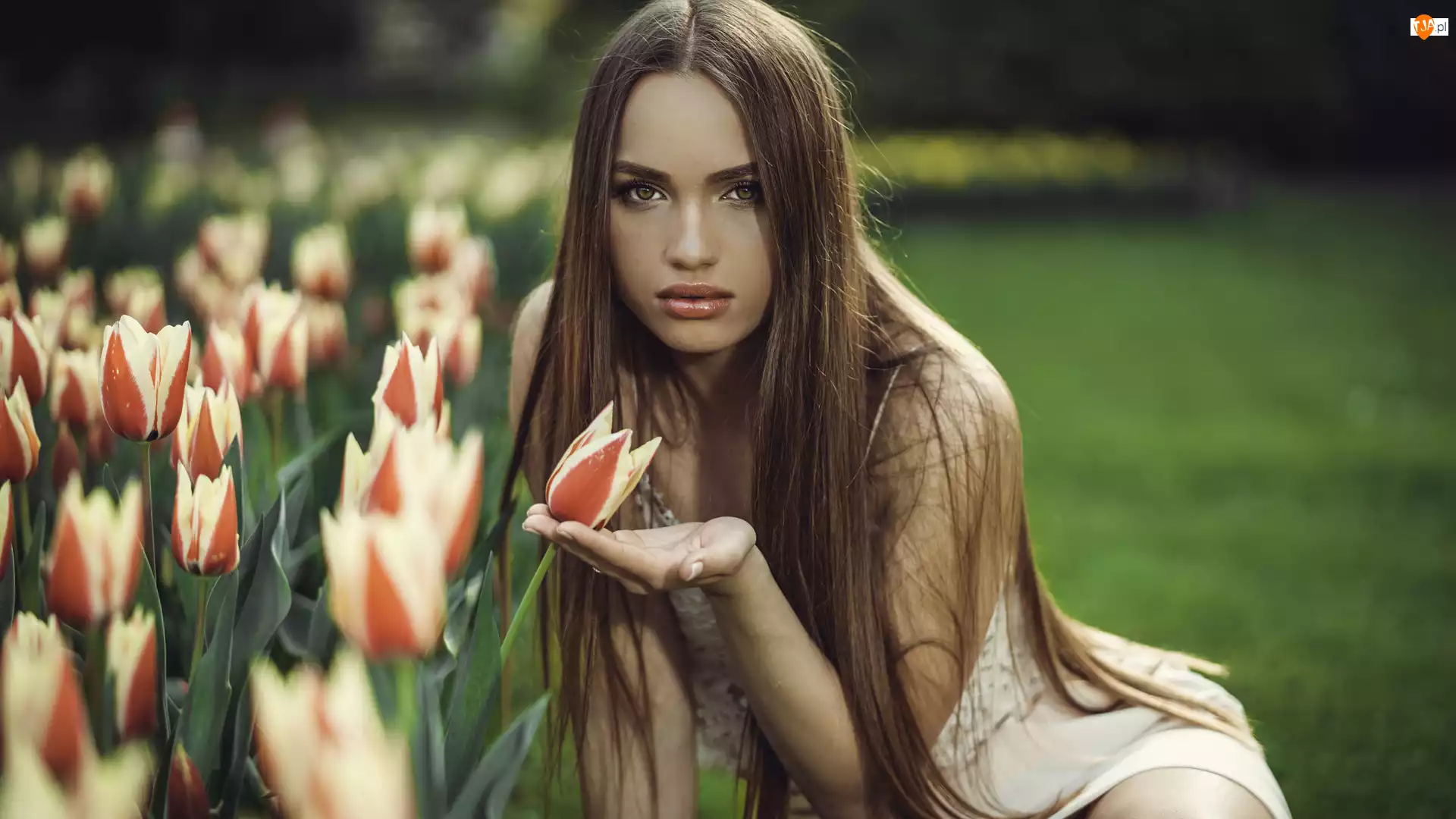 Tulipany, Kobieta, Szatynka, Kwiaty