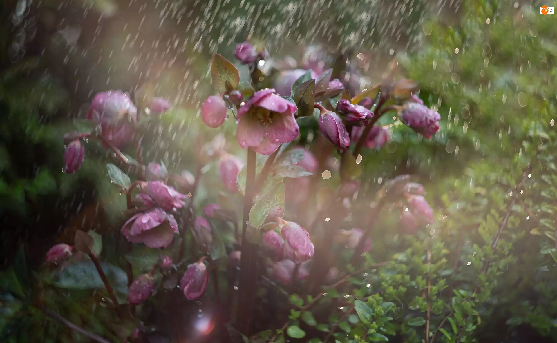 Deszcz, Kwiaty, Ciemiernik