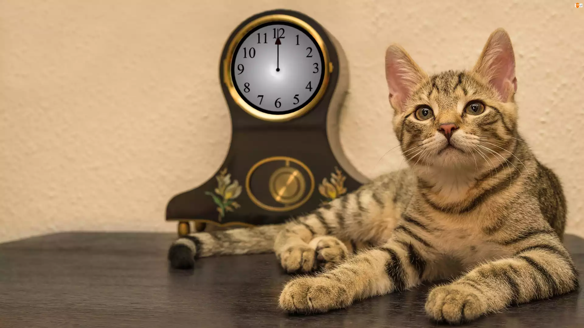 Zegar stojący, Kot