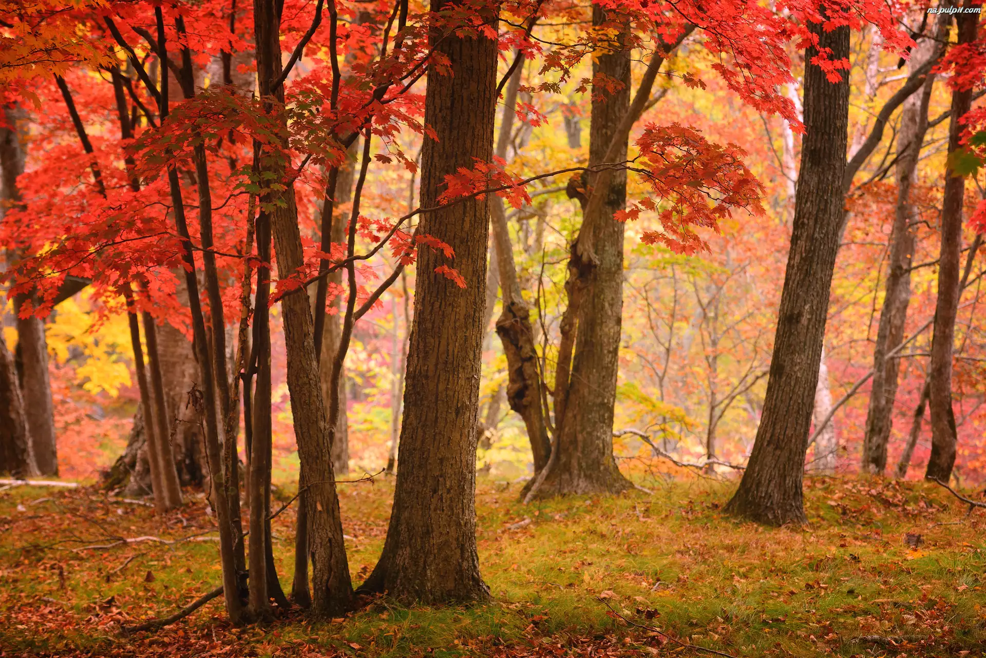 Las, Jesień, Czerwone, Gałązki, Drzewa, Liście