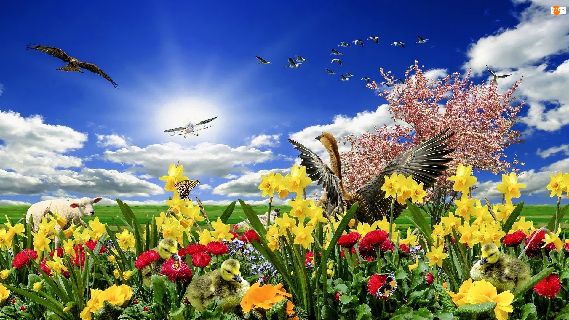 2D, Kolorowe, Wiosna, Ptaki, Owca, Kwiaty, Narcyzy, Łąka, Samolot