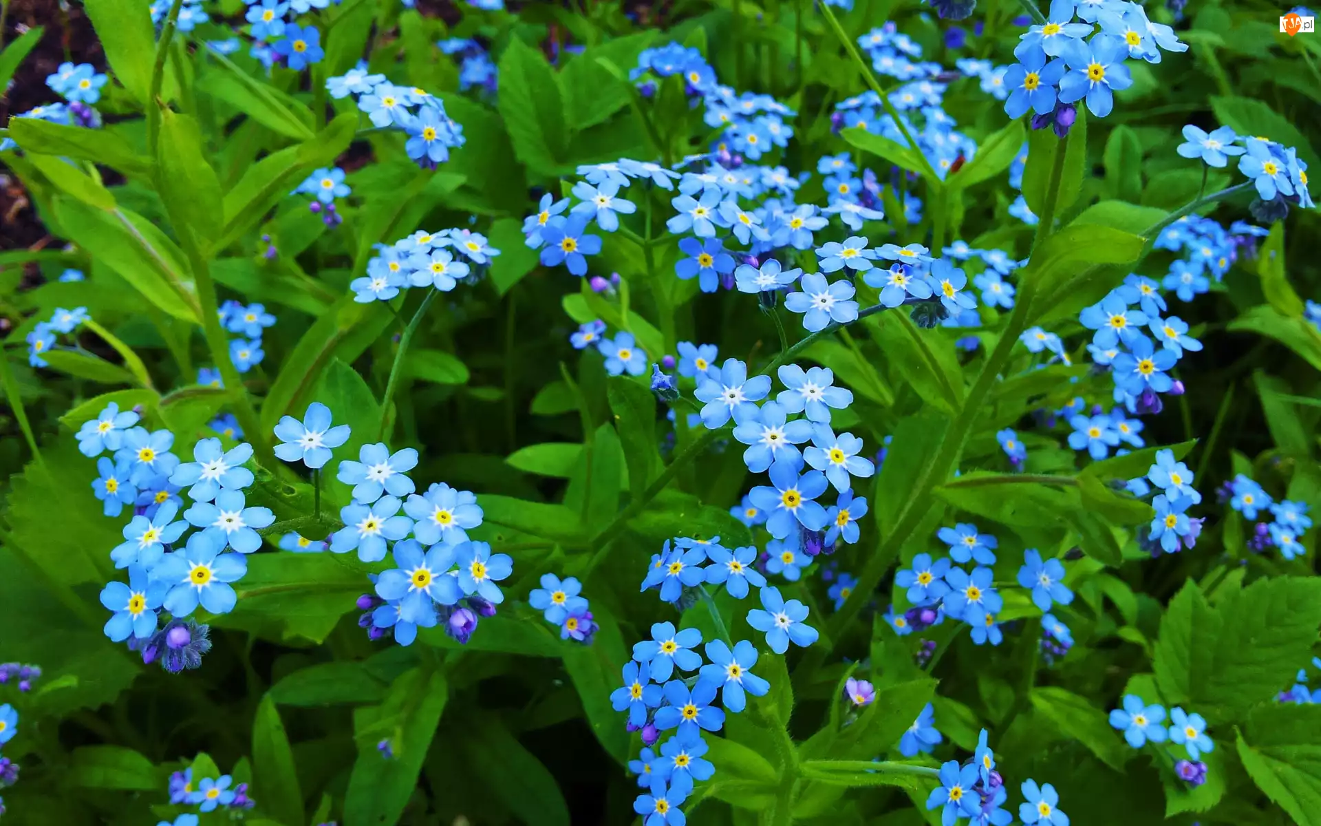 Zbliżenie, Niezapominajki, Niebieskie, Kwiaty