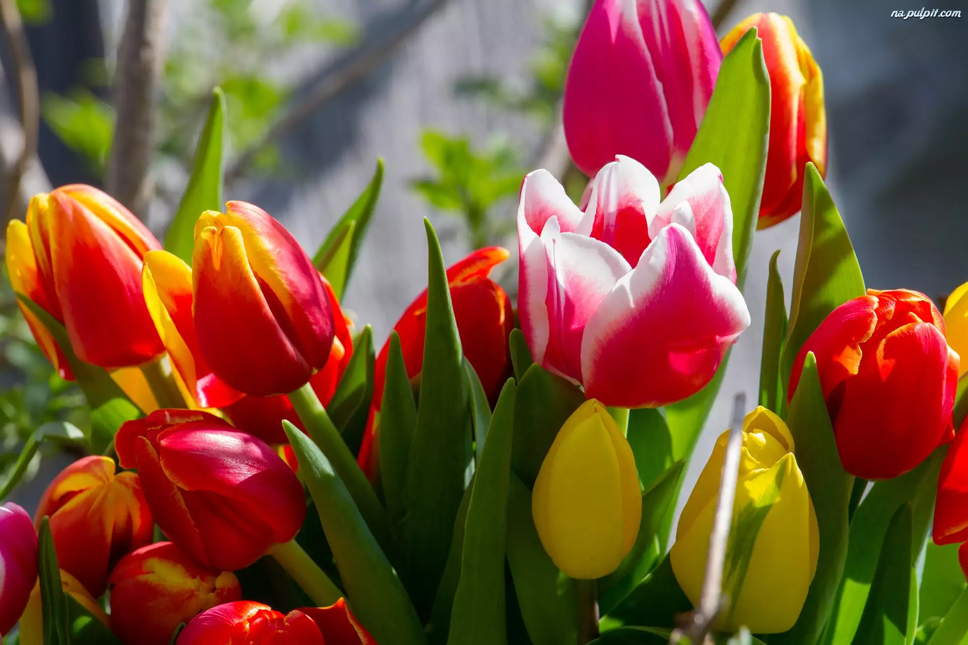 Zbliżenie, Tulipany, Kolorowe, Kwiaty