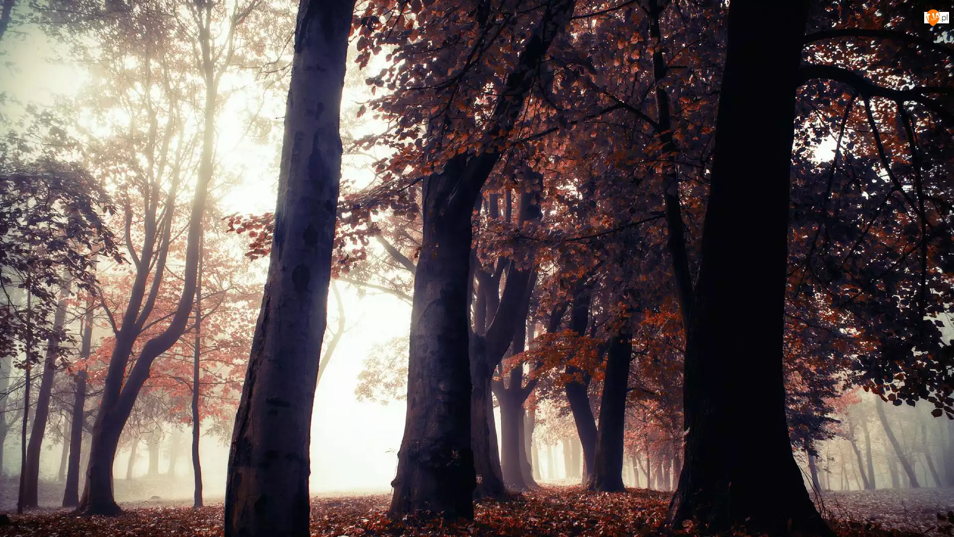 Mgła, Park, Jesień, Liście, Drzewa, Czerwono-brązowe