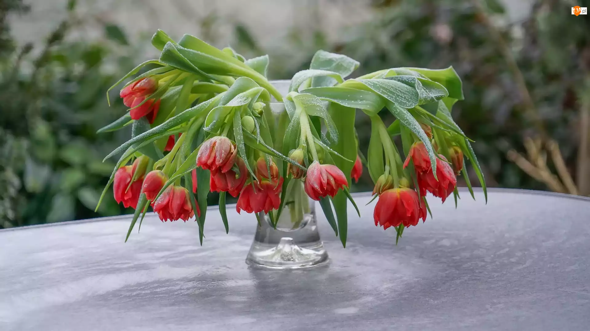 Tulipany, Kwiaty, Pochylone, Czerwone
