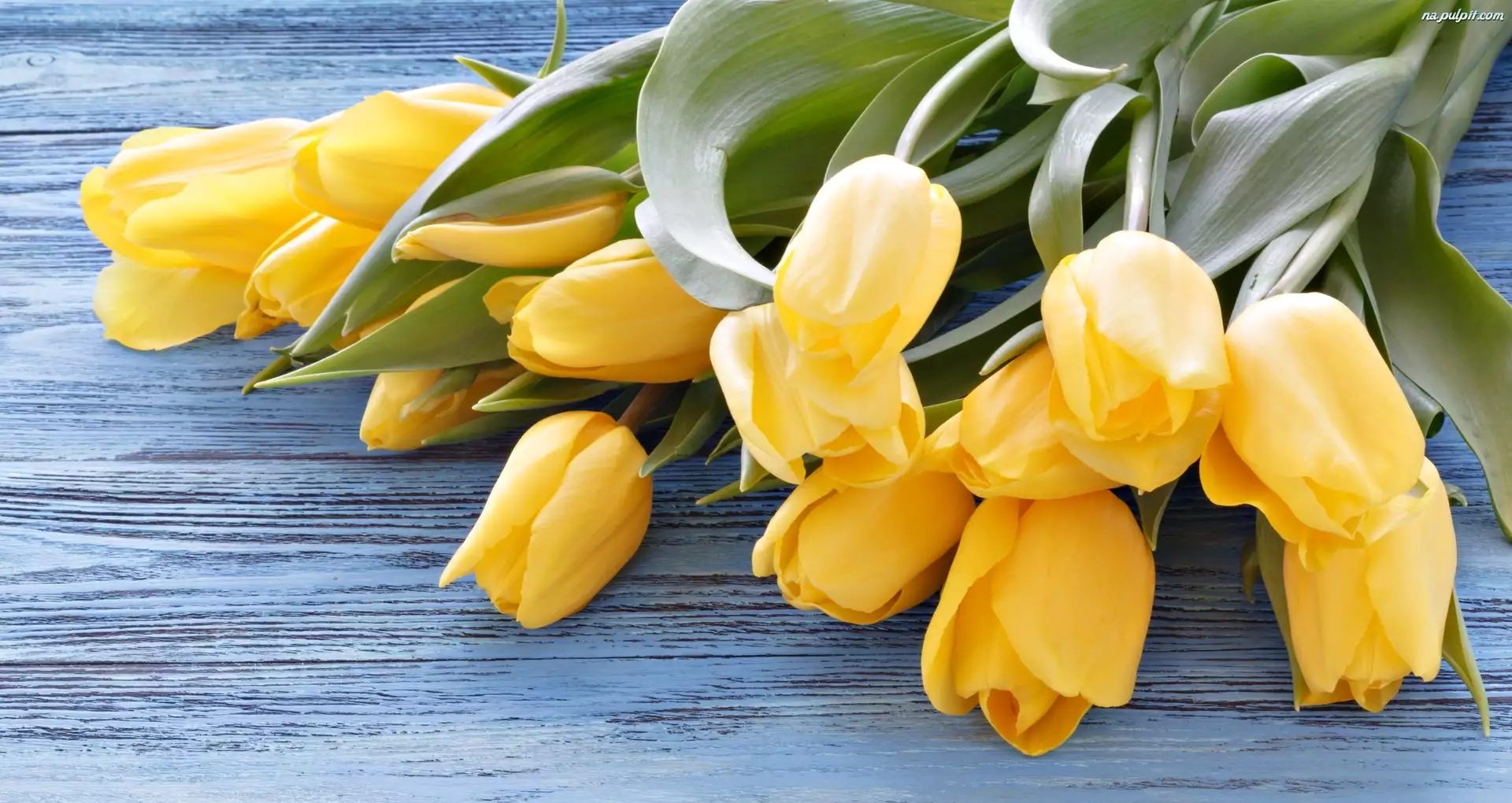 Tulipany, Kwiaty, Żółte, Nierozwinięte