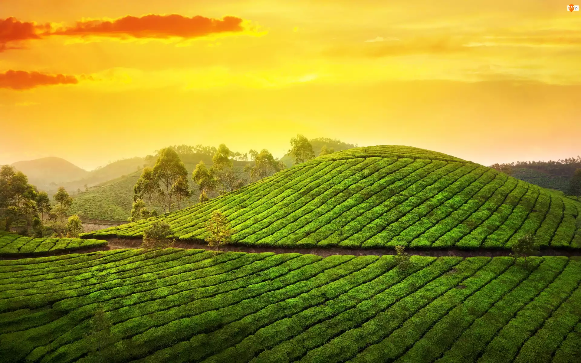 Stan Kerala, Munnar, Herbata, Indie, Plantacja, Wzgórze, Góry Kardamonowe