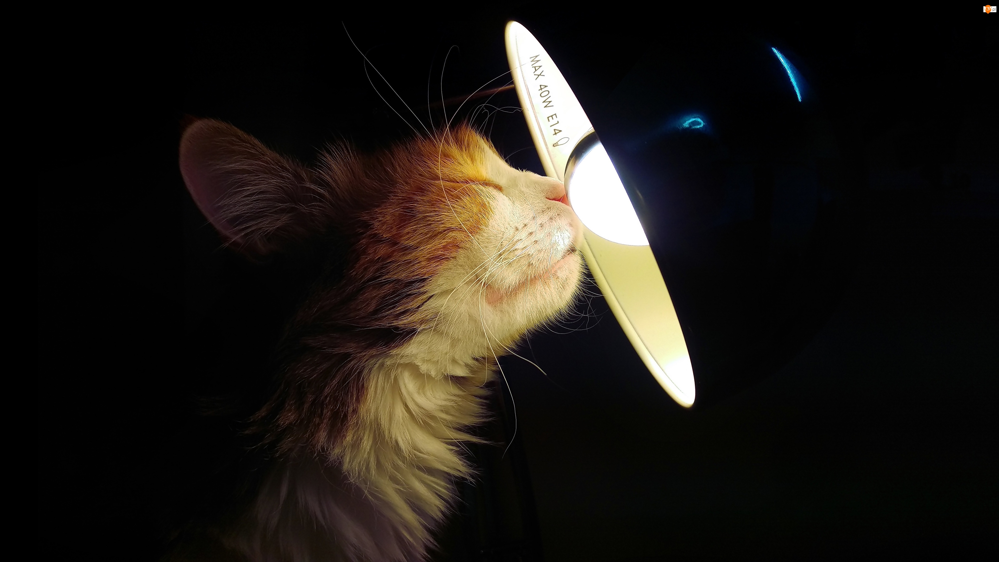 Żarówka, Kot, Lampa