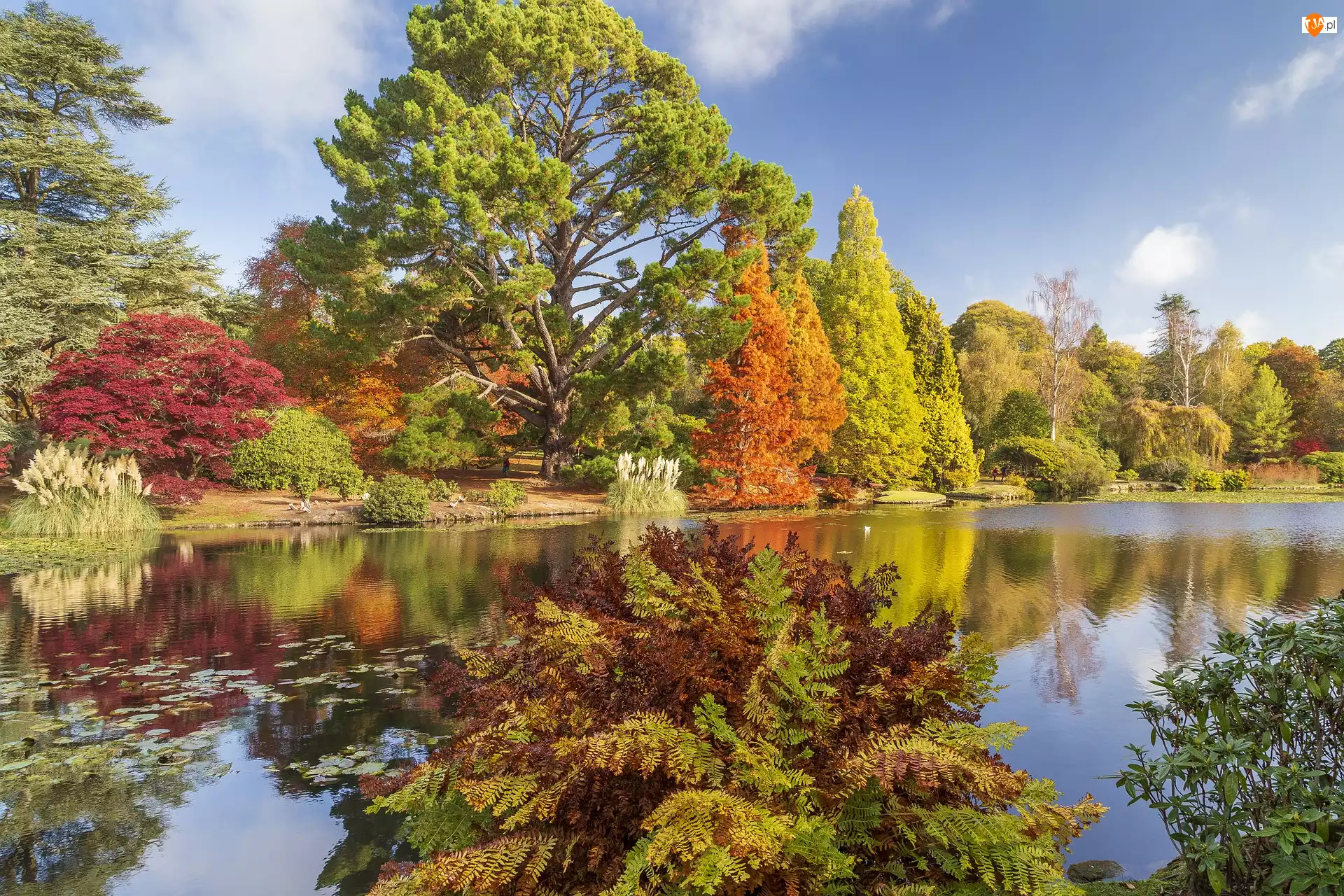 Drzewa, Jesień, Park Sheffield, Anglia, Jezioro, Sussex
