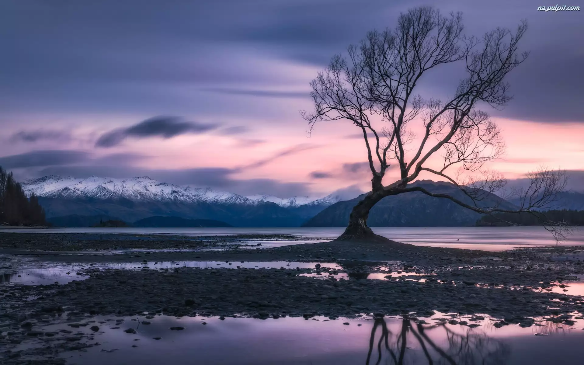 Drzewo, Bezlistne, Zima, Nowa Zelandia, Góry, Jezioro Wanaka