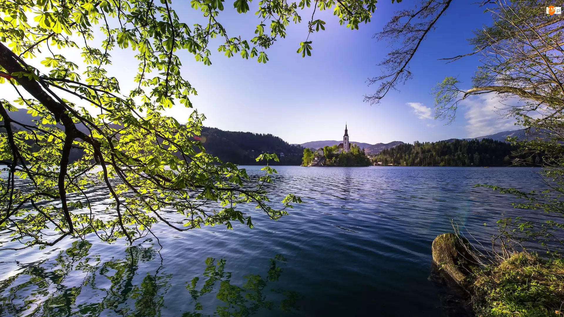 Wyspa Blejski Otok, Jezioro Bled, Gałęzie, Słowenia, Drzewa, Góry, Kościół Wniebowzięcia Marii Panny