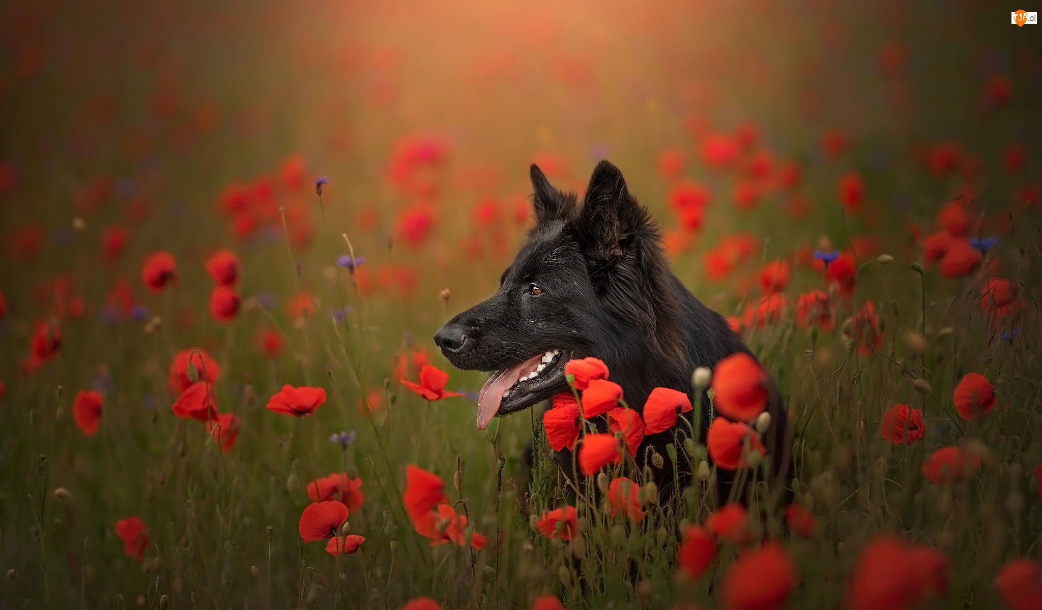 Maki, Pies, Czarny owczarek niemiecki, Kwiaty
