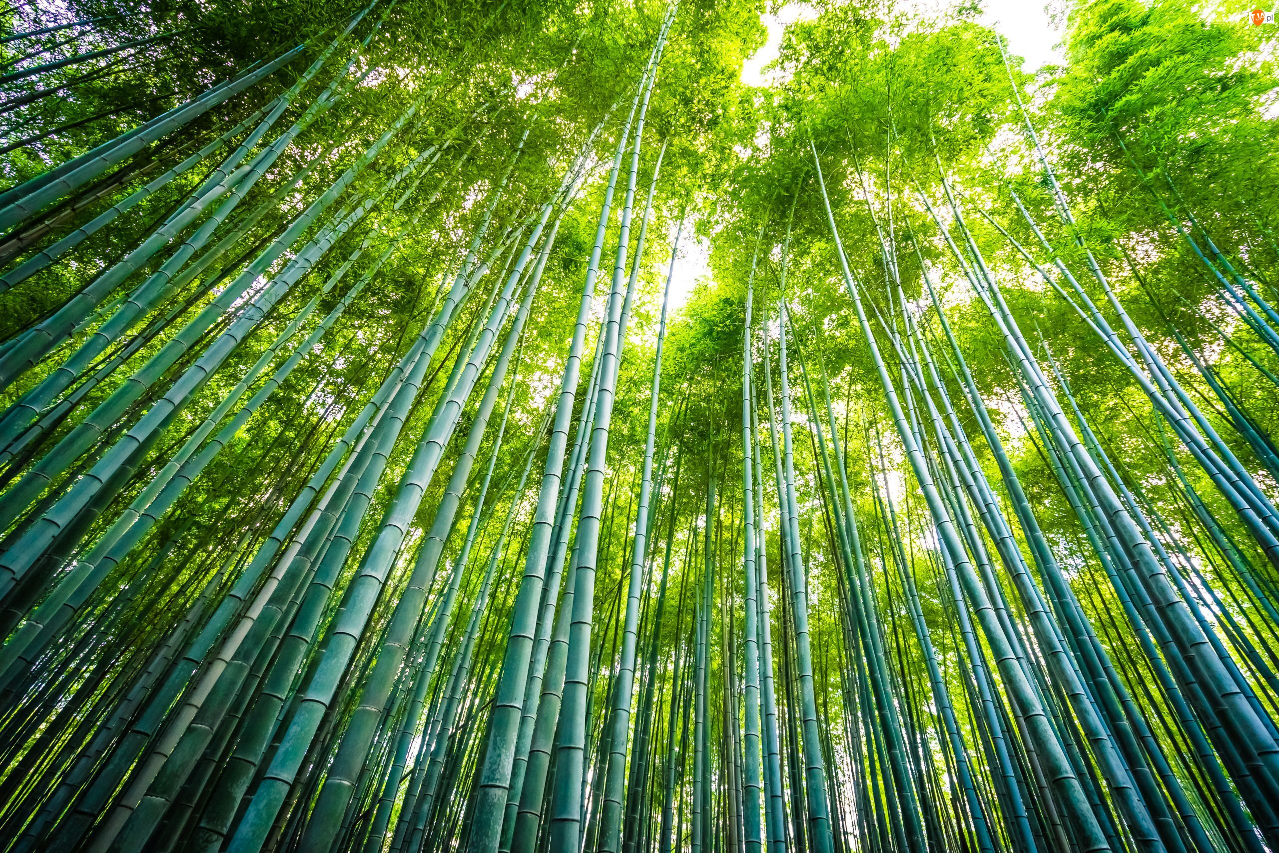 Las, Drzewa, Bambusy