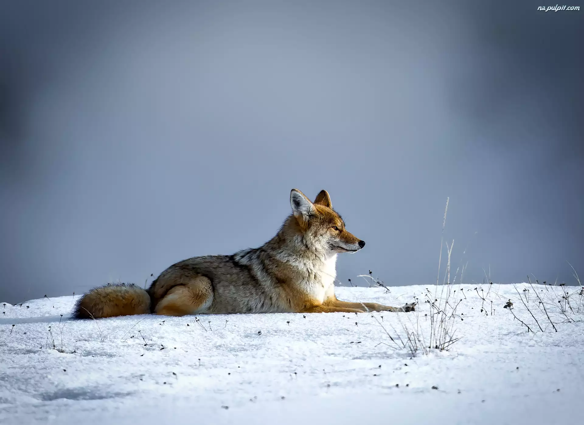 Kojot, Śnieg, Zima