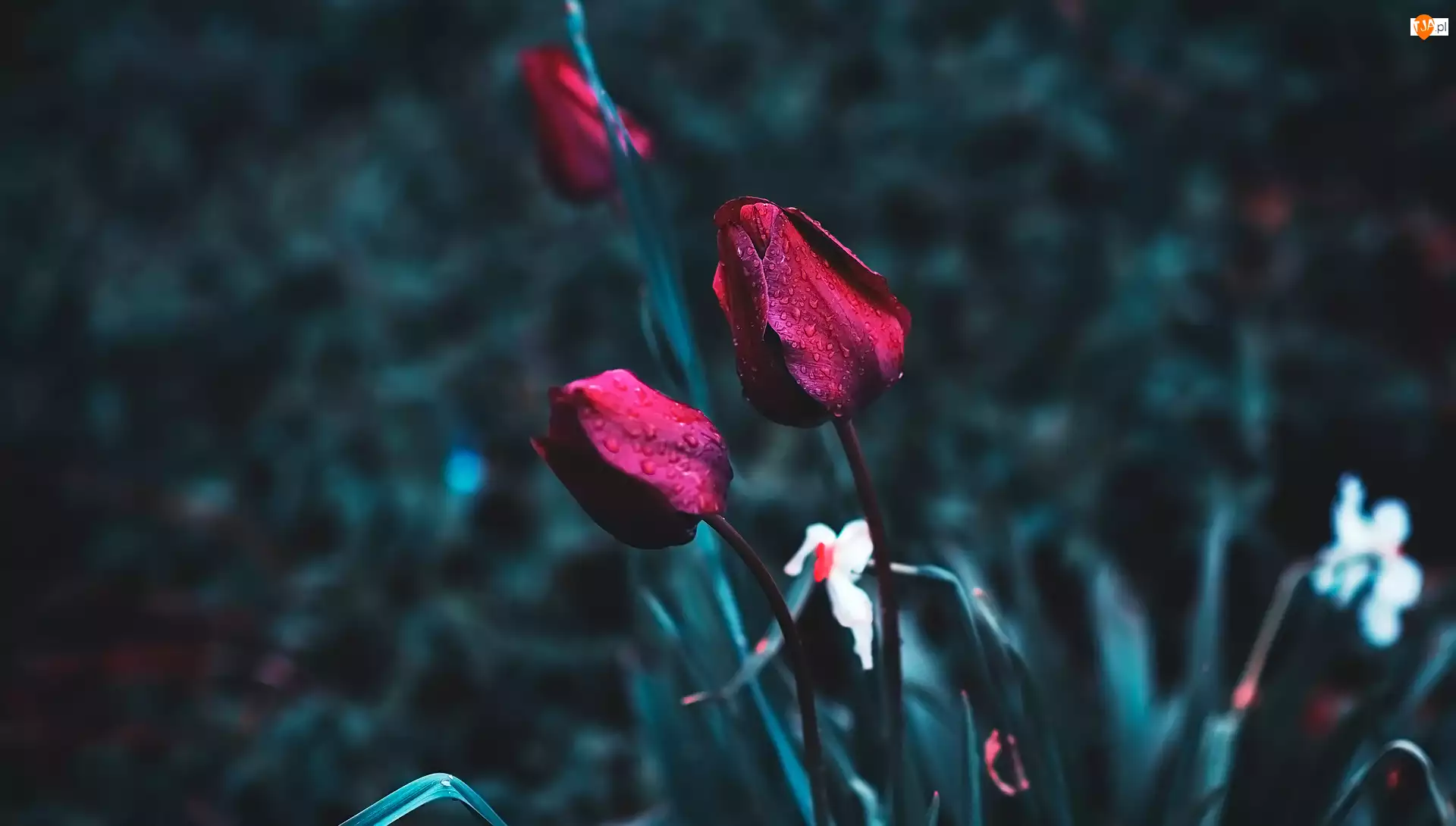 Krople, Czerwone, Kwiaty, Tulipany