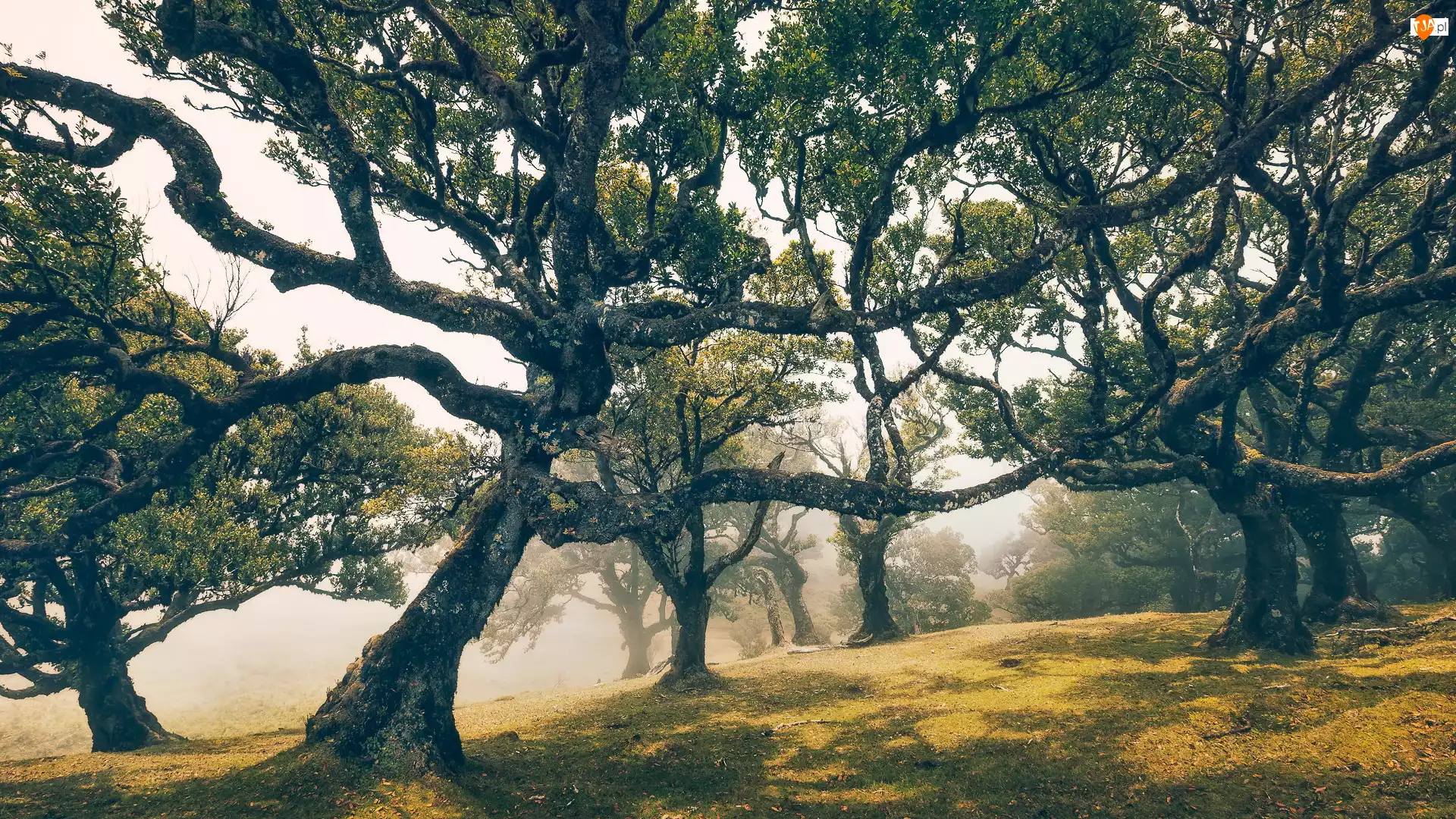 Mgła, Rozłożyste, Drzewa, Las