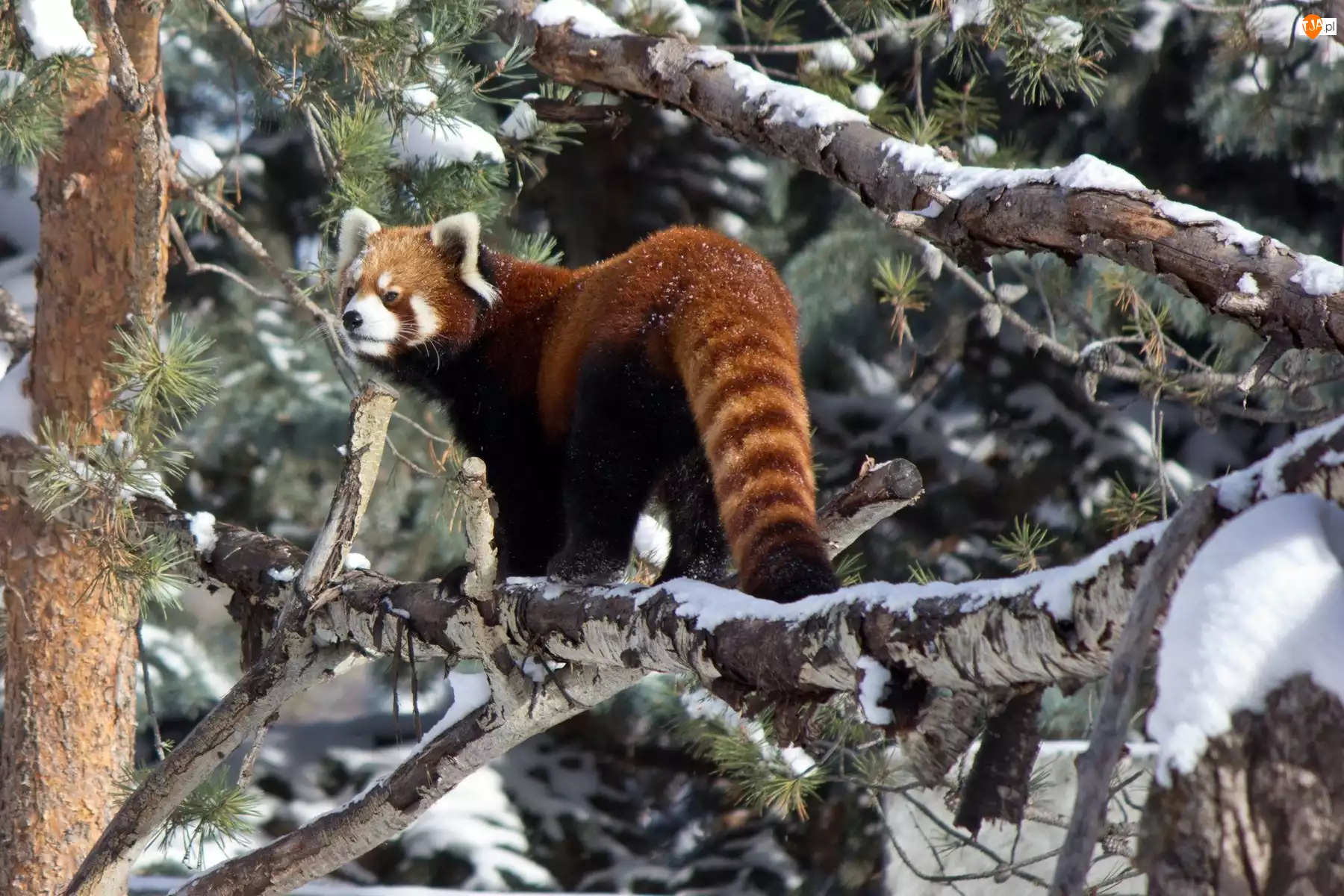 Pandka ruda, Panda, Czerwona, Drzewo