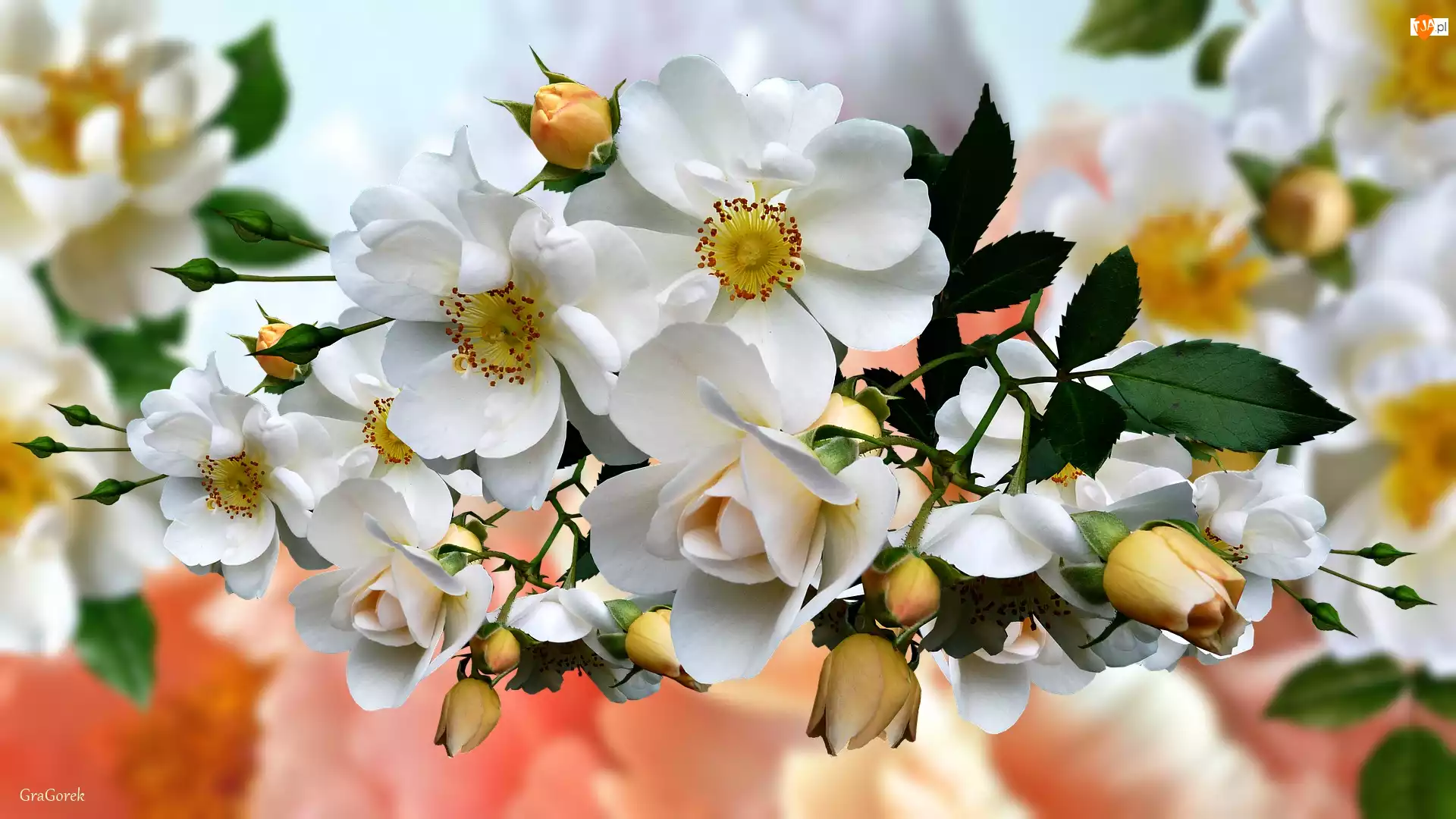 Grafika 2D, Białe, Kwiaty, Dzika róża