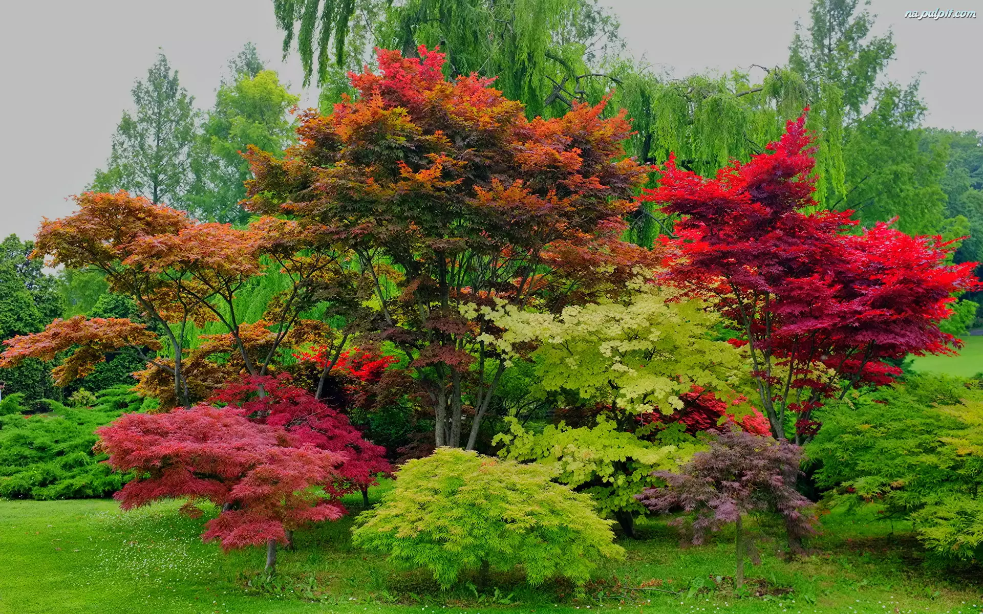 Krzewy, Kolorowe, Drzewa