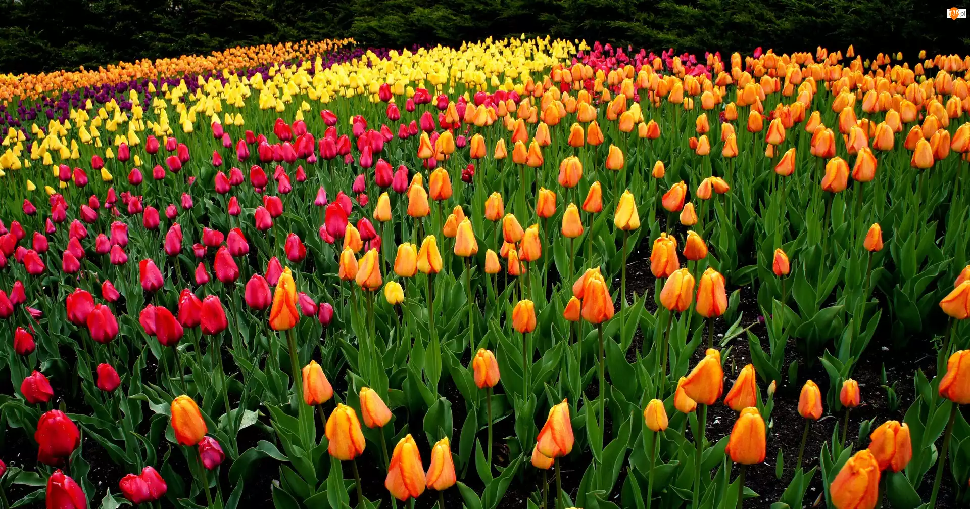 Tulipany, Różnokolorowe