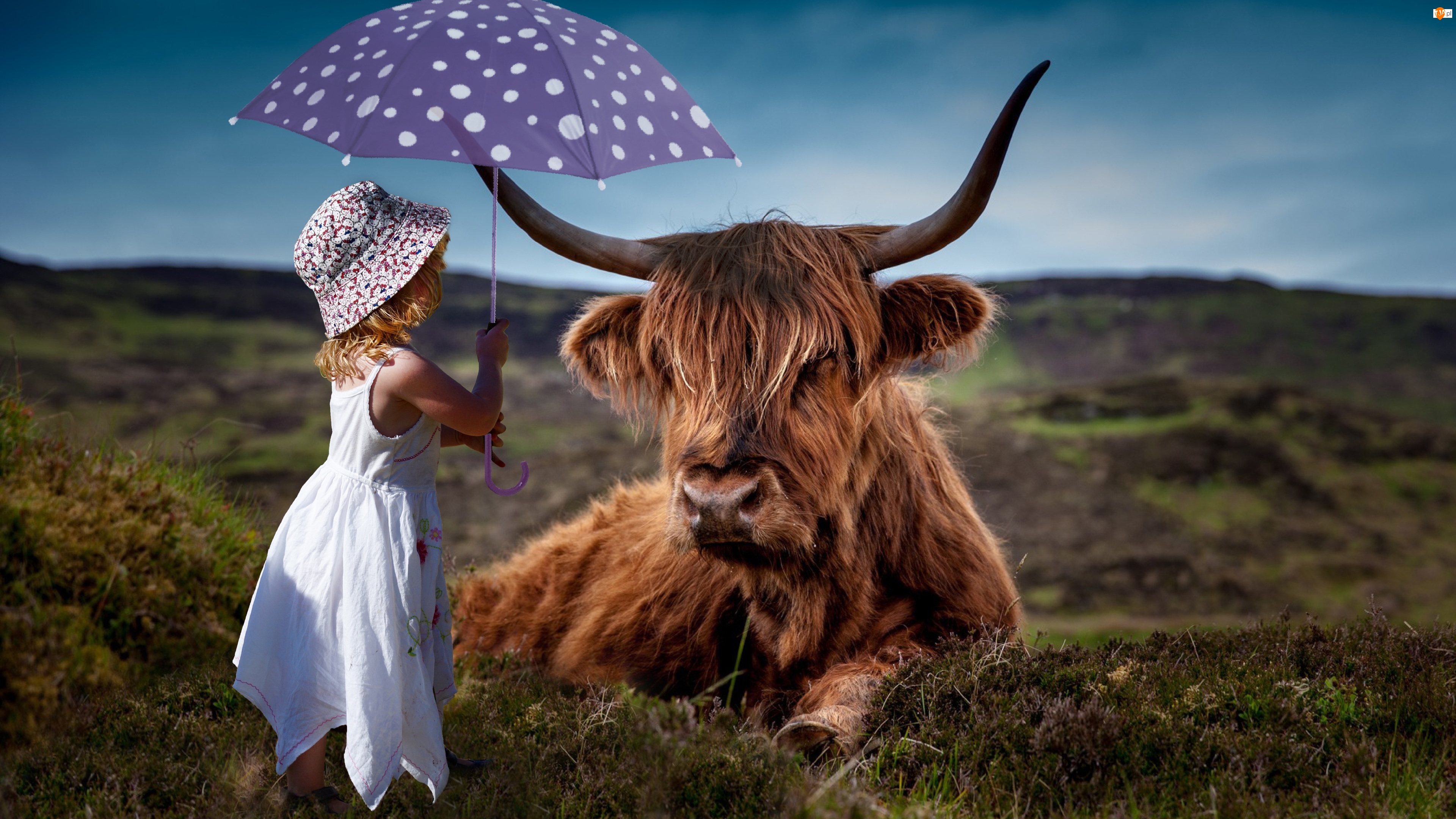 Dziewczynka, Dziecko, Krowa, Highland, Parasolka, Szkocka rasa