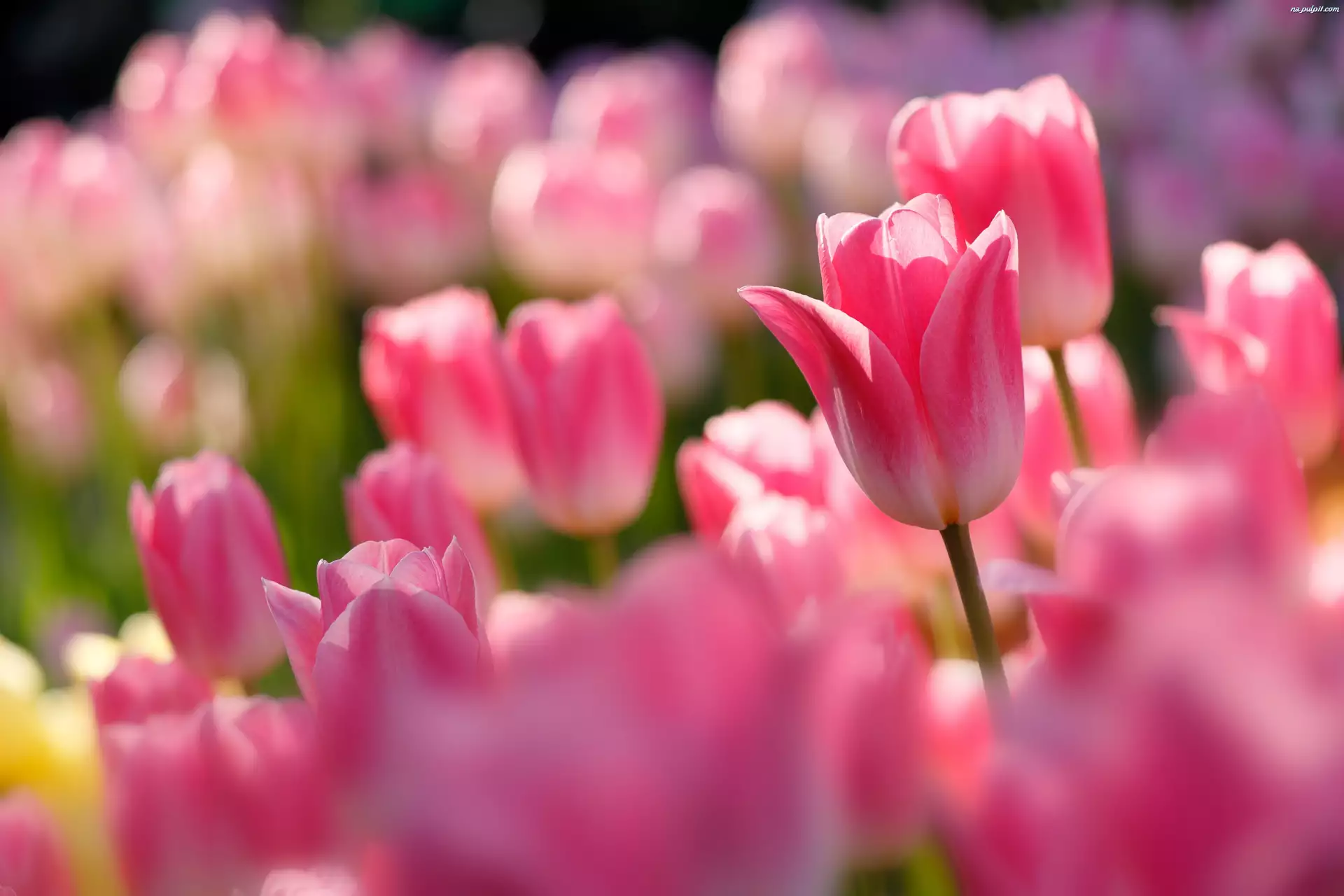 Zbliżenie, Różowe, Tulipany