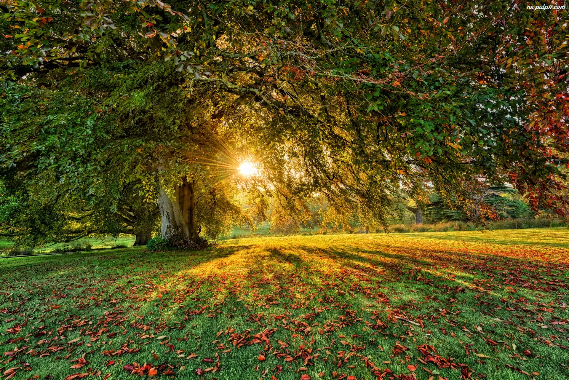 Promienie słońca, Irlandia Północna, Parkanaur Forest Park, Liście, Hrabstwo Tyrone, Drzewa, Jesień, Dungannon