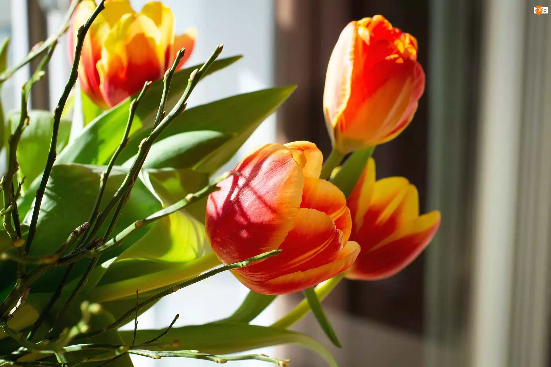 Tulipany, Kwiaty, Żółto-czerwone