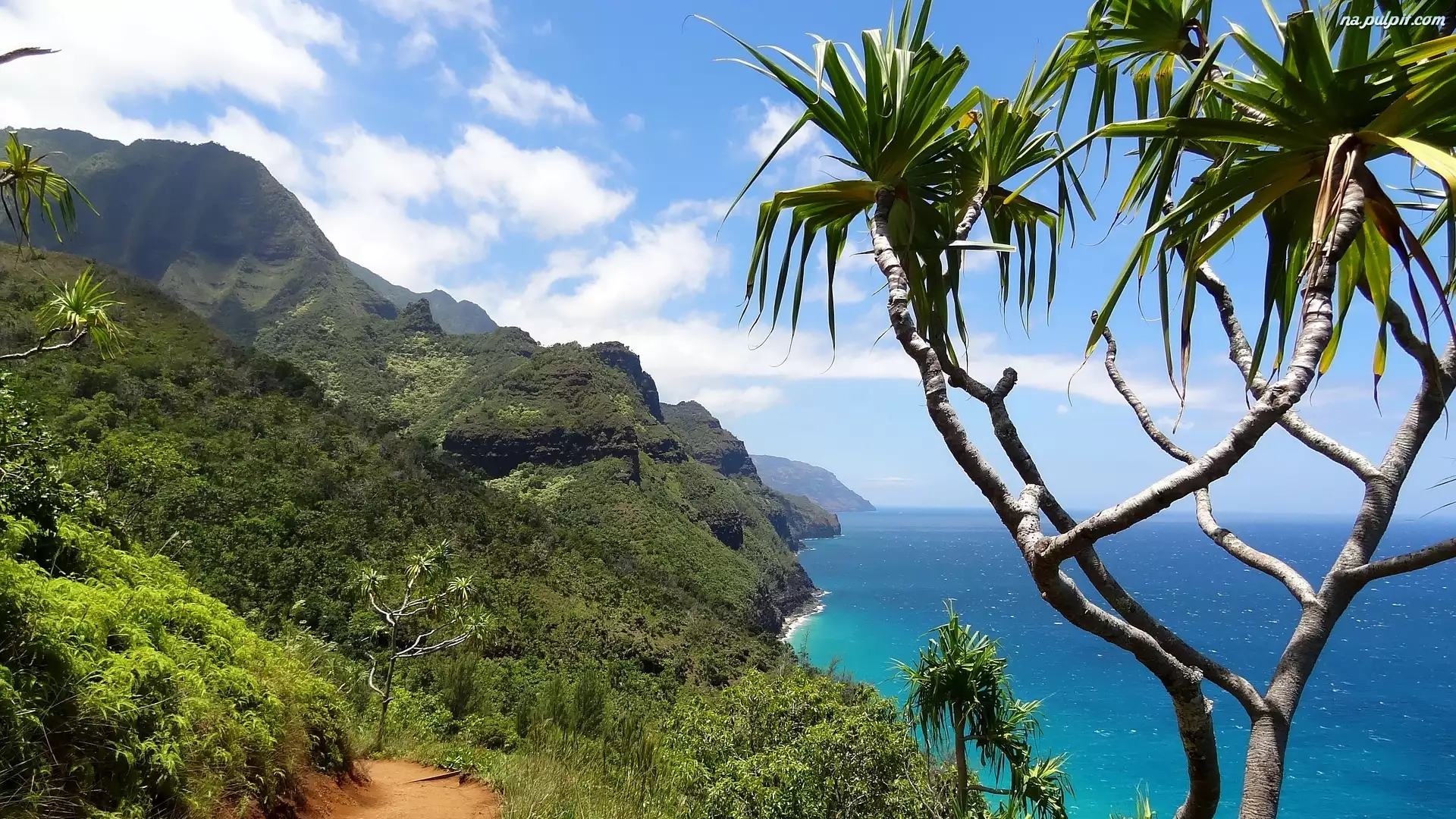 Palmy, Zatoka, Hawaje, Góry, Wyspa Kauai, Morze, Wailua Bay
