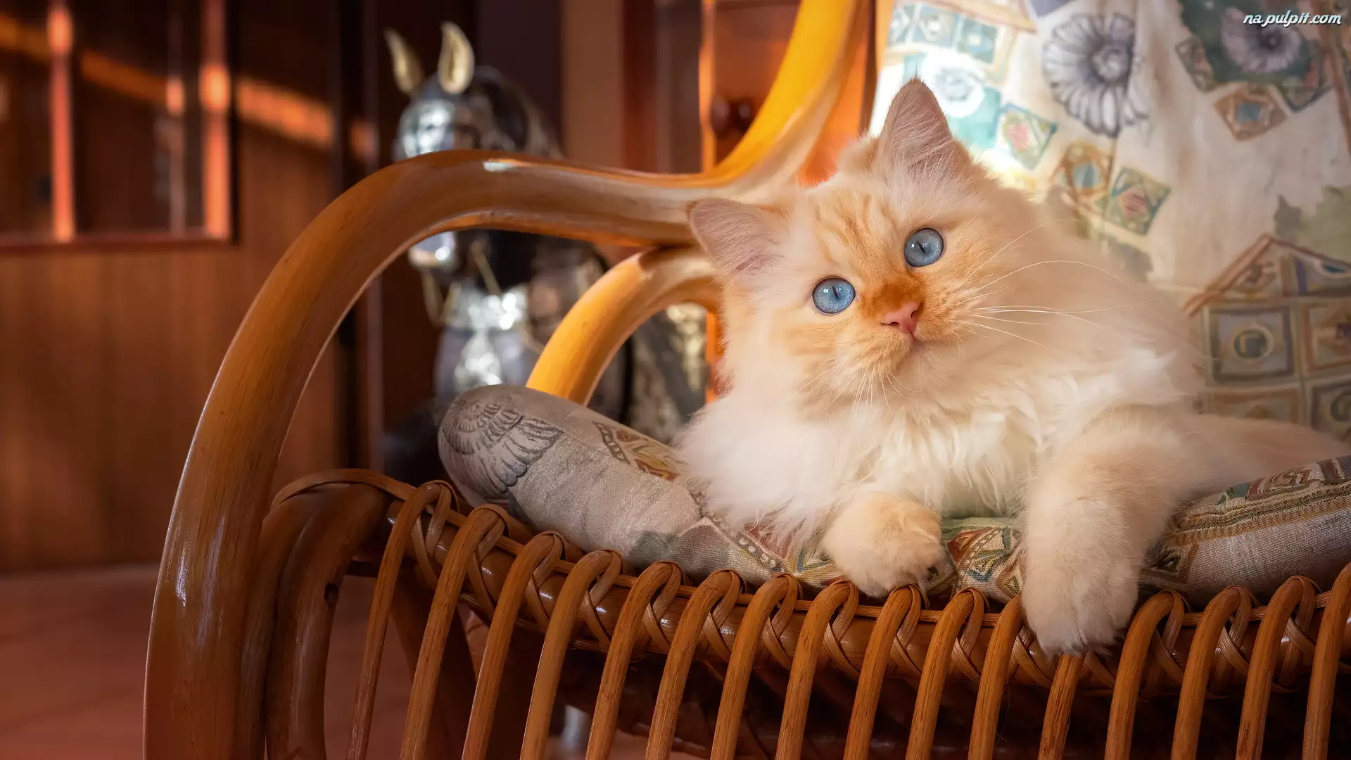 Oczy, Bujany, Niebieskie, Kot, Fotel
