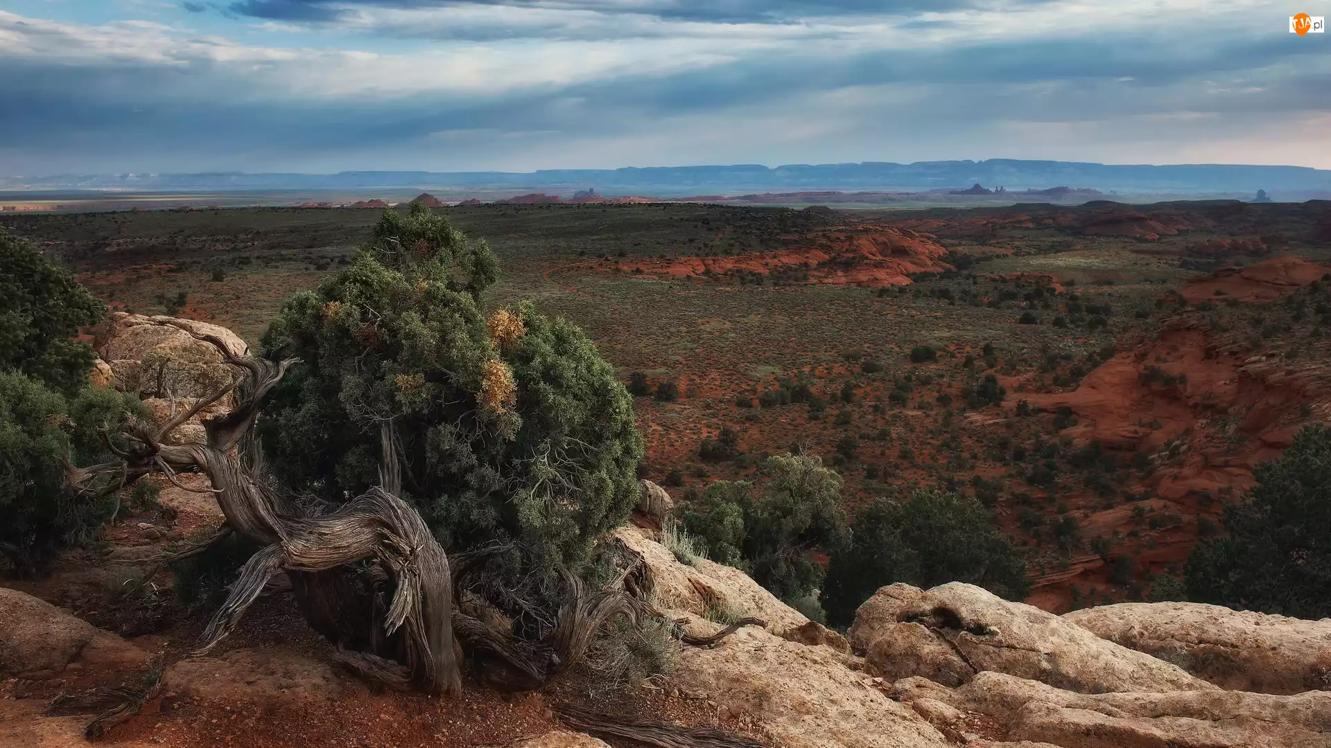 Region Monument Valley, Dolina Pomników, Stany Zjednoczone, Wyżyna Kolorado, Stan Arizona, Skały, Rośliny