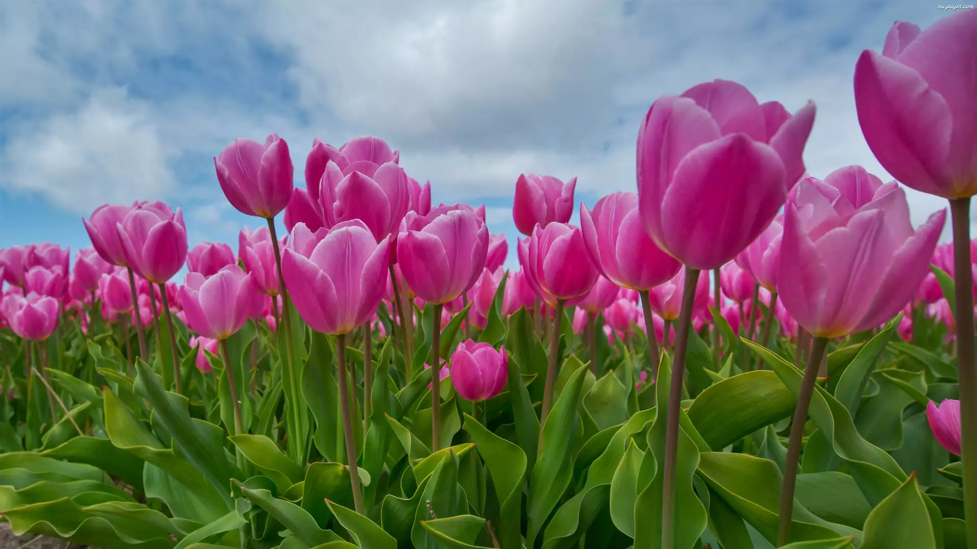 Tulipany, Zbliżenie, Kwiaty