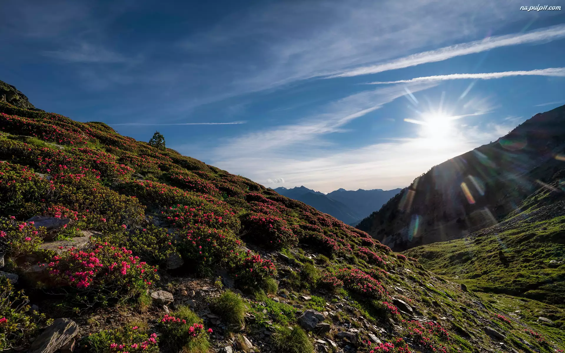 Andora, Pireneje, Ordino, Roślinność, Park Narodowy Vall de Sorteny, Wschód słońca, Kwiaty, Góry, Łąka