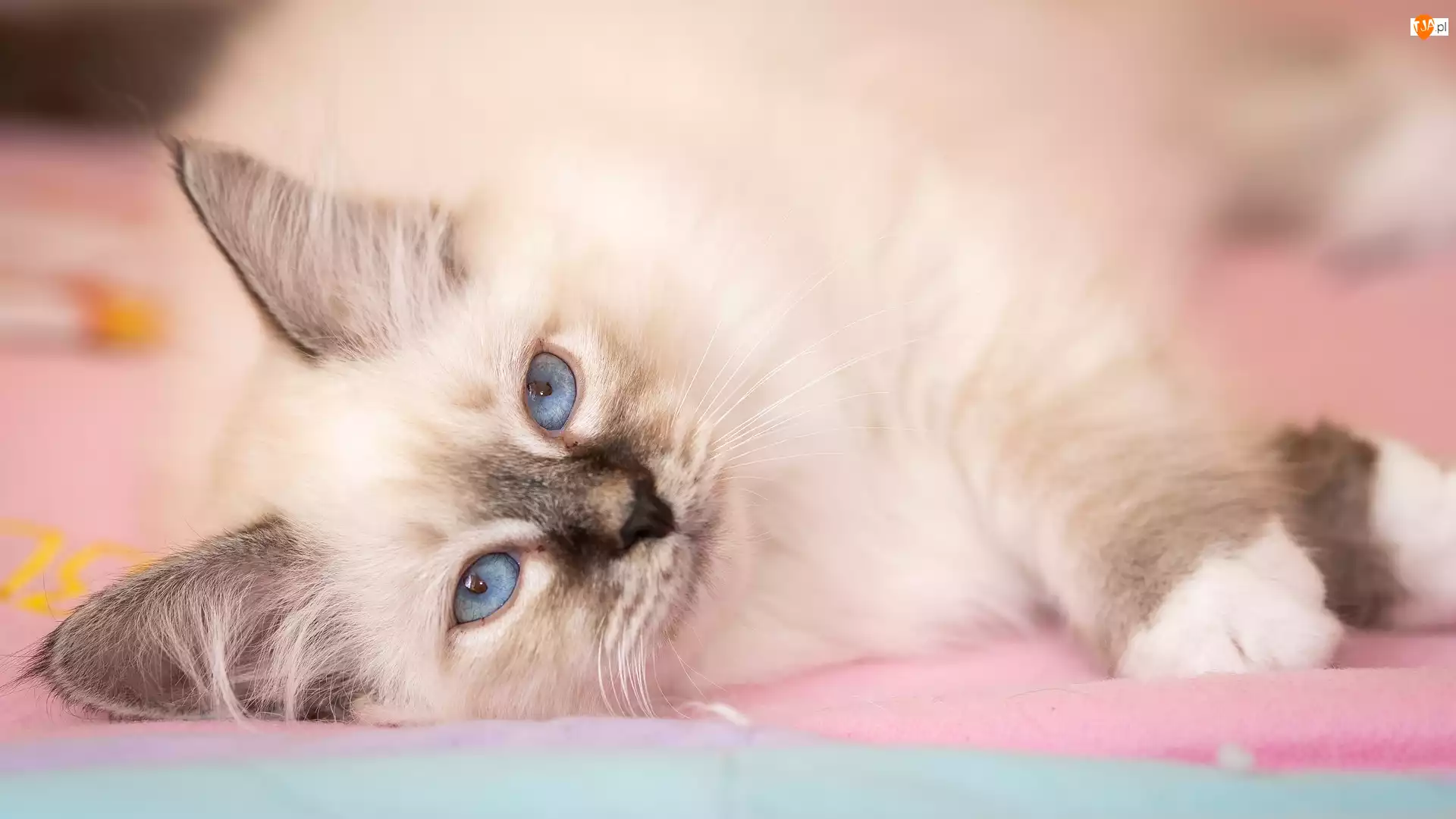 Oczy, Leżący, Kot, Niebieskie