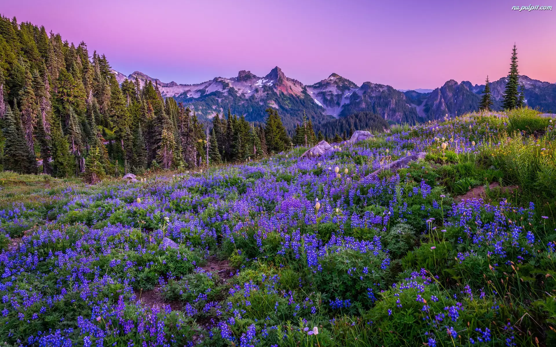 Park Narodowy Mount Rainier, Góry, Kwiaty, Stan Waszyngton, Drzewa, Łubiny, Stany Zjednoczone, Łąka
