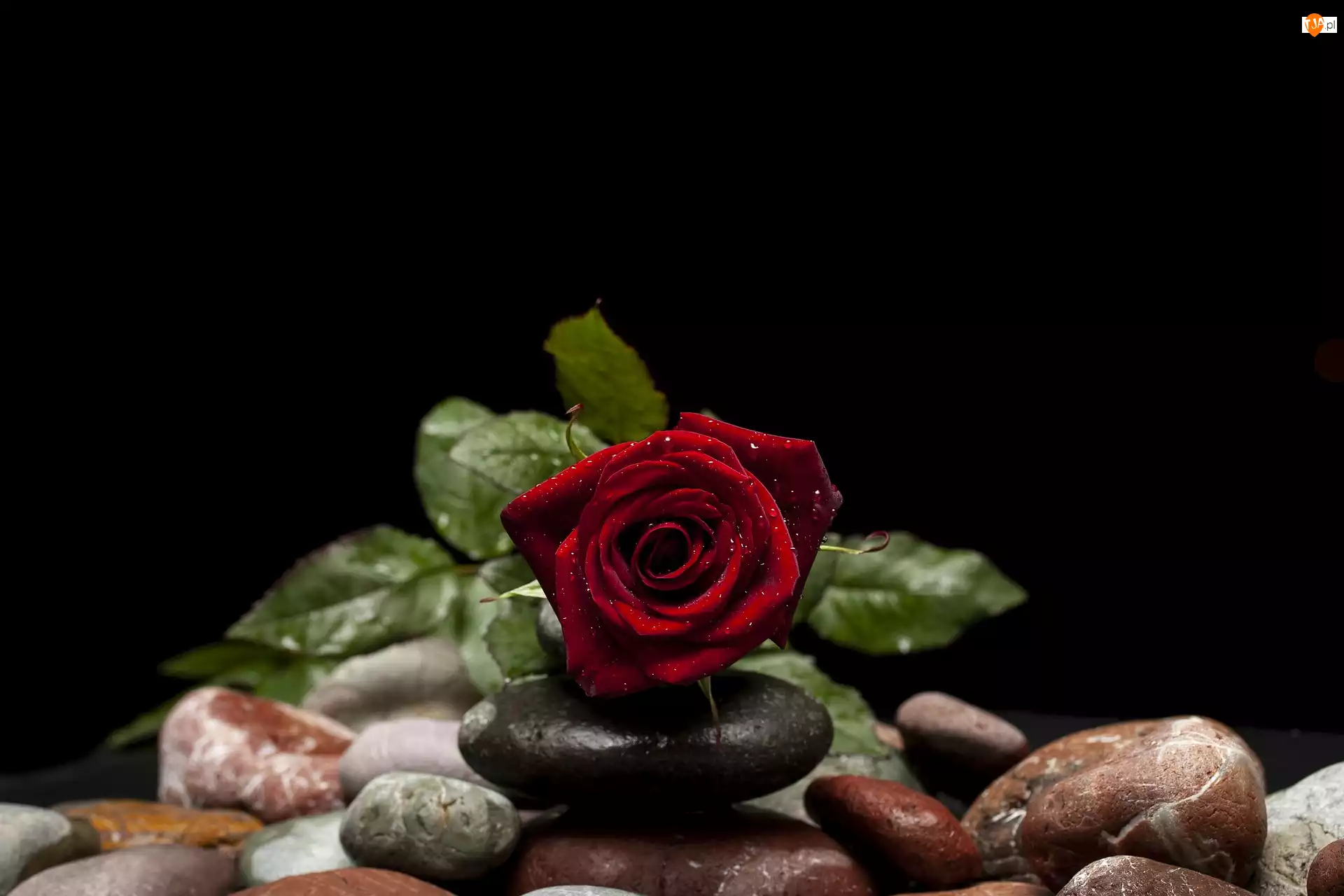 Kamienie, Kwiat, Czerwona, Róża