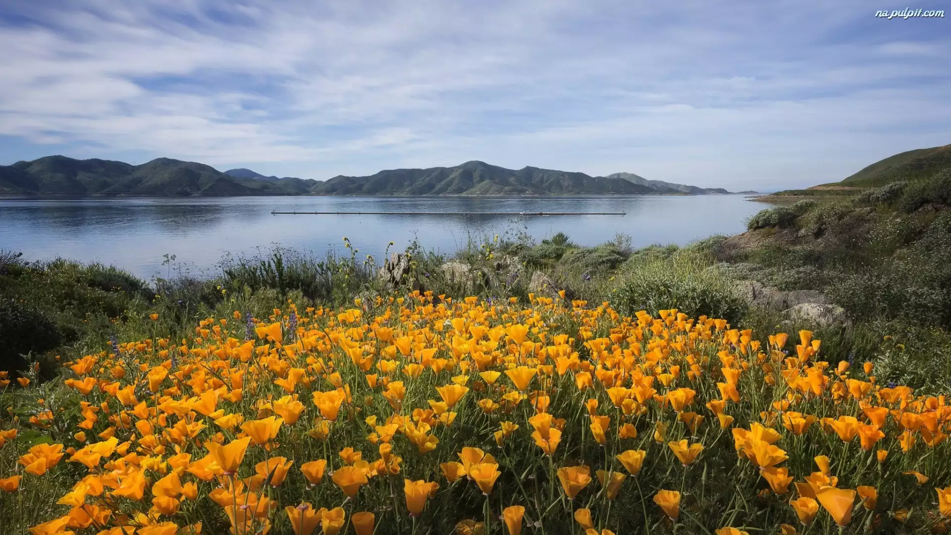 Żółte, Jezioro, Maczki kalifornijskie, Góry, Kwiaty, Pozłotki
