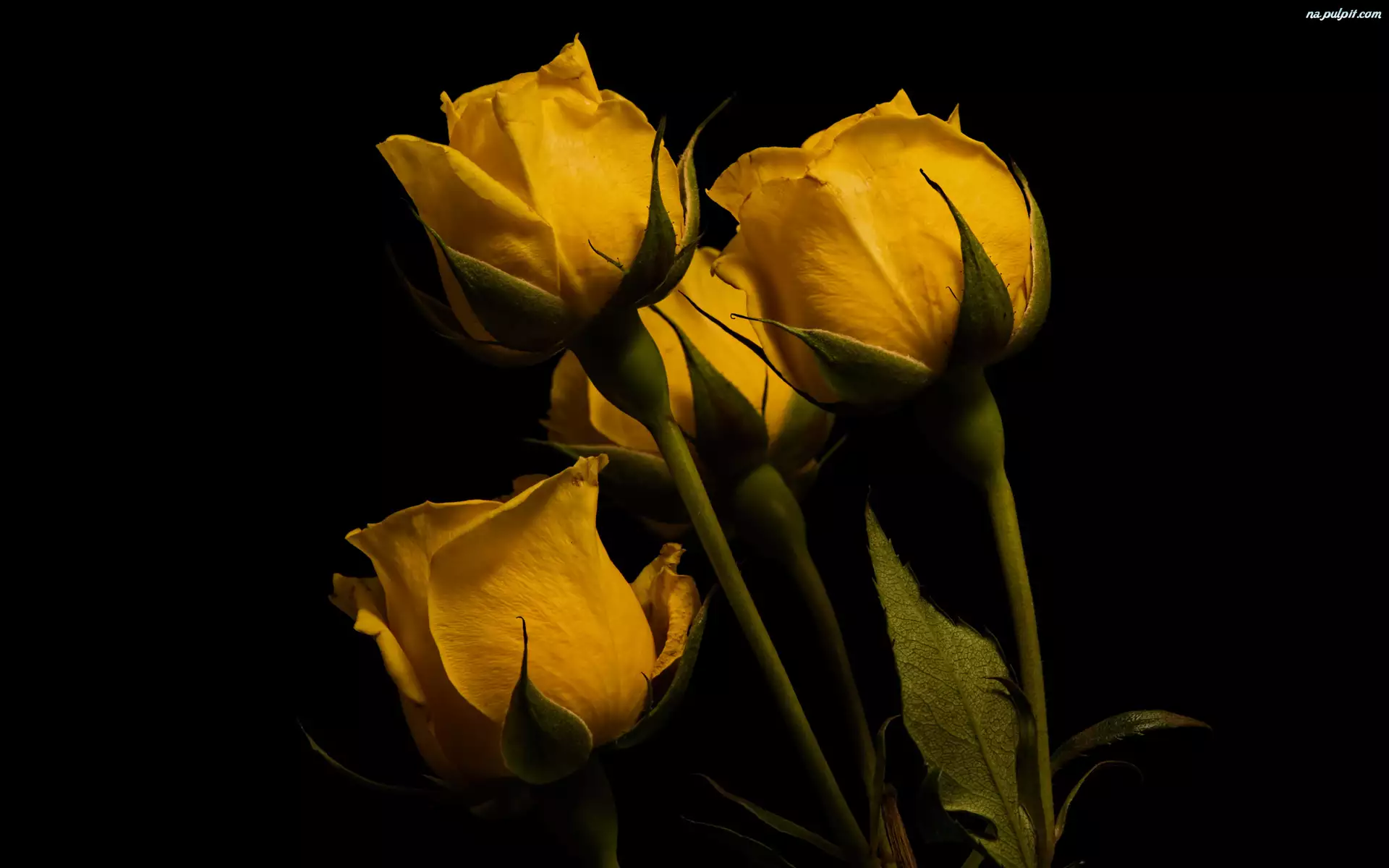 Żółte, Tło czarne, Cztery, Kwiaty, Róże