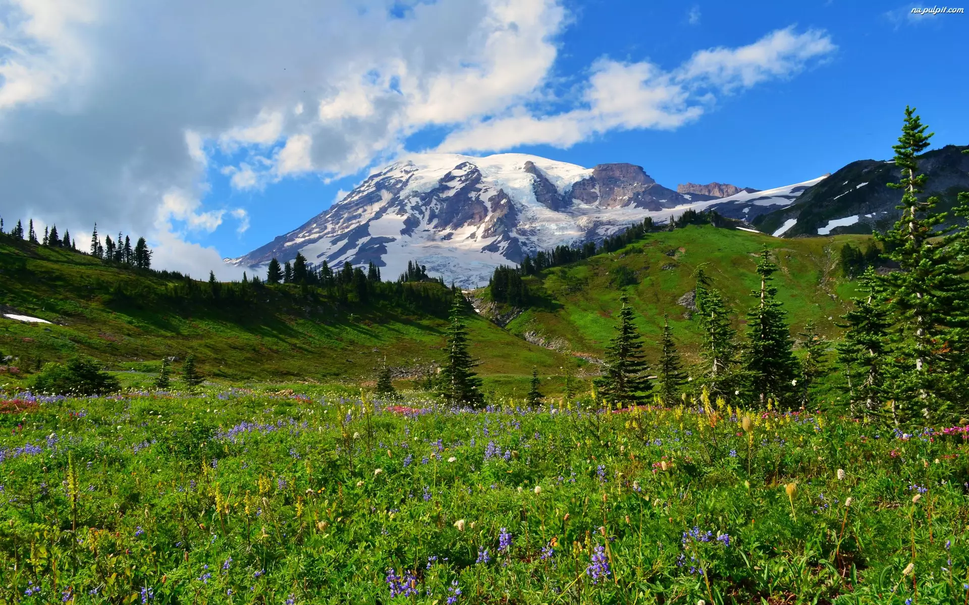 Park Narodowy Mount Rainier, Góry, Drzewa, Stan Waszyngton, Stratowulkan, Łąka, Stany Zjednoczone, Mount Rainier