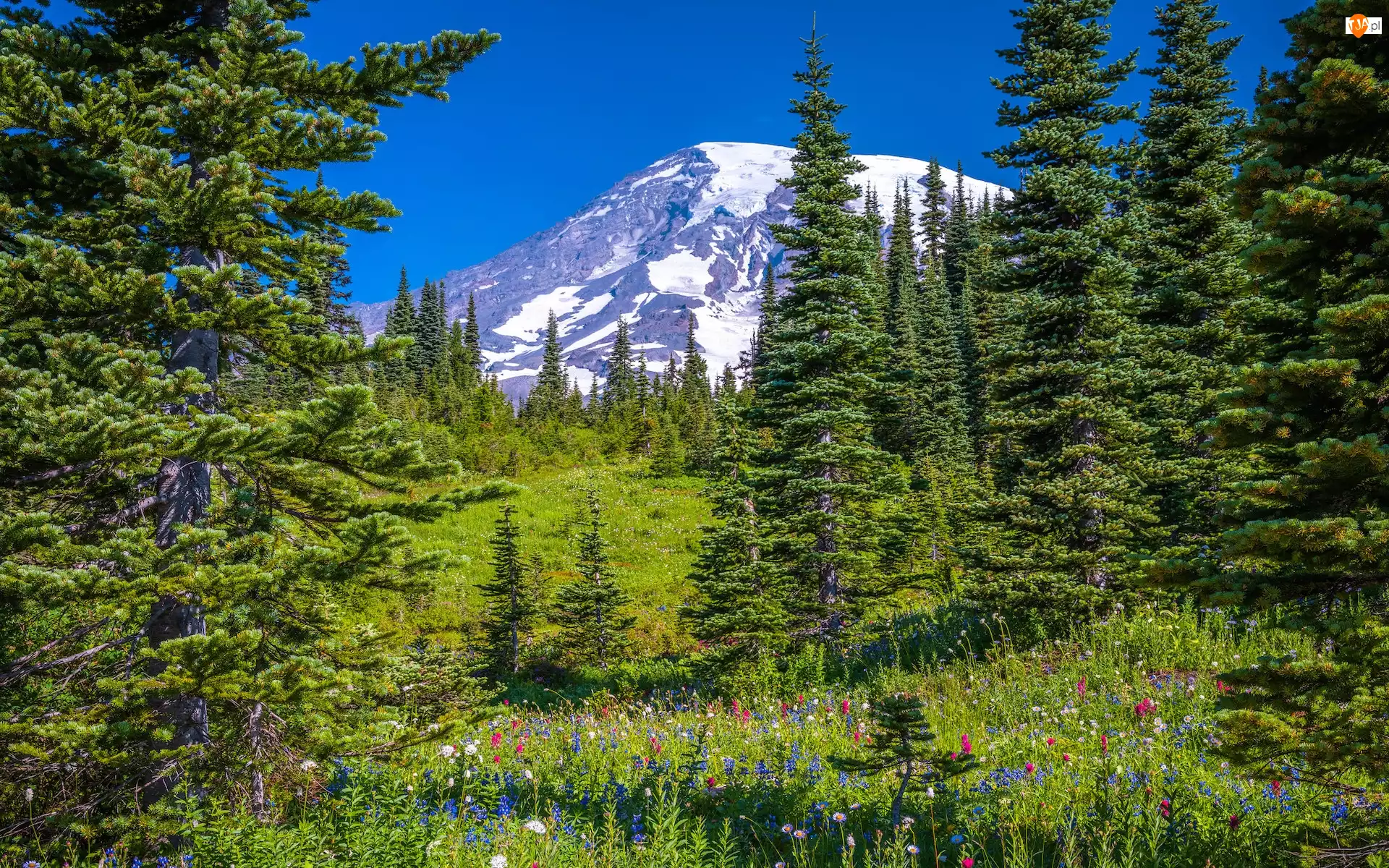 Stany Zjednoczone, Stratowulkan Mount Rainier, Stan Waszyngton, Drzewa, Świerki, Park Narodowy Mount Rainier, Góry, Łąka, Kwiaty