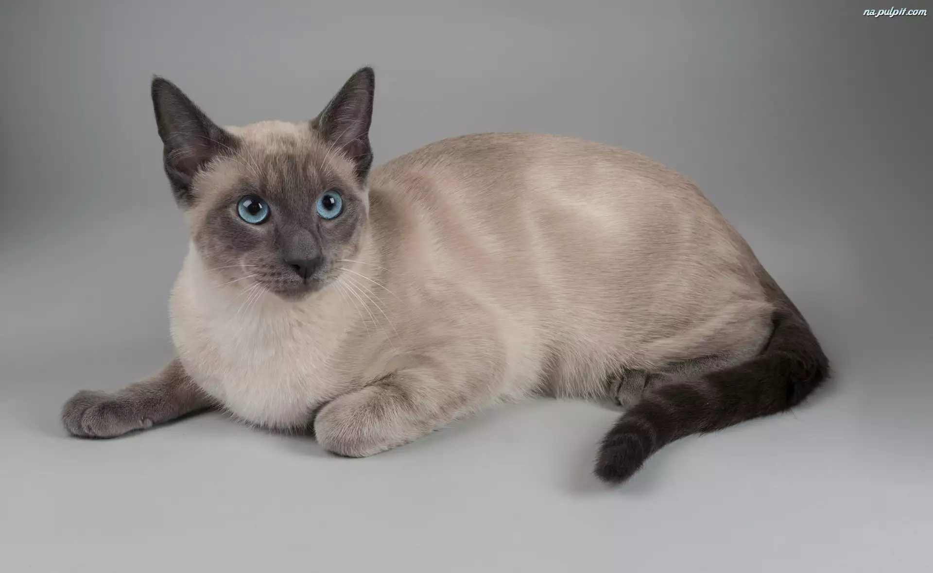 Niebieskie, Kot tajski, Oczy