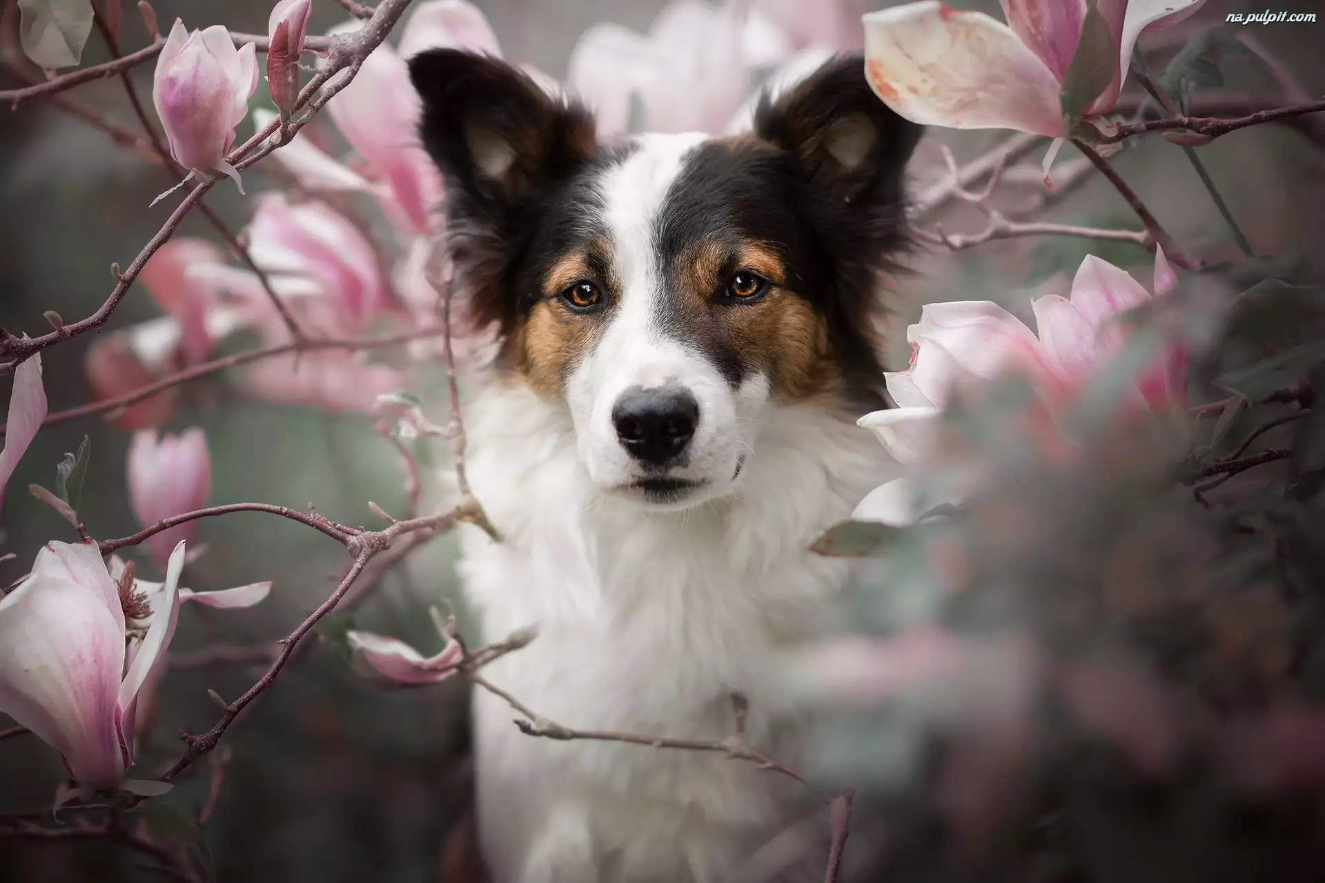 Magnolie, Pies, Spojrzenie, Kwiaty