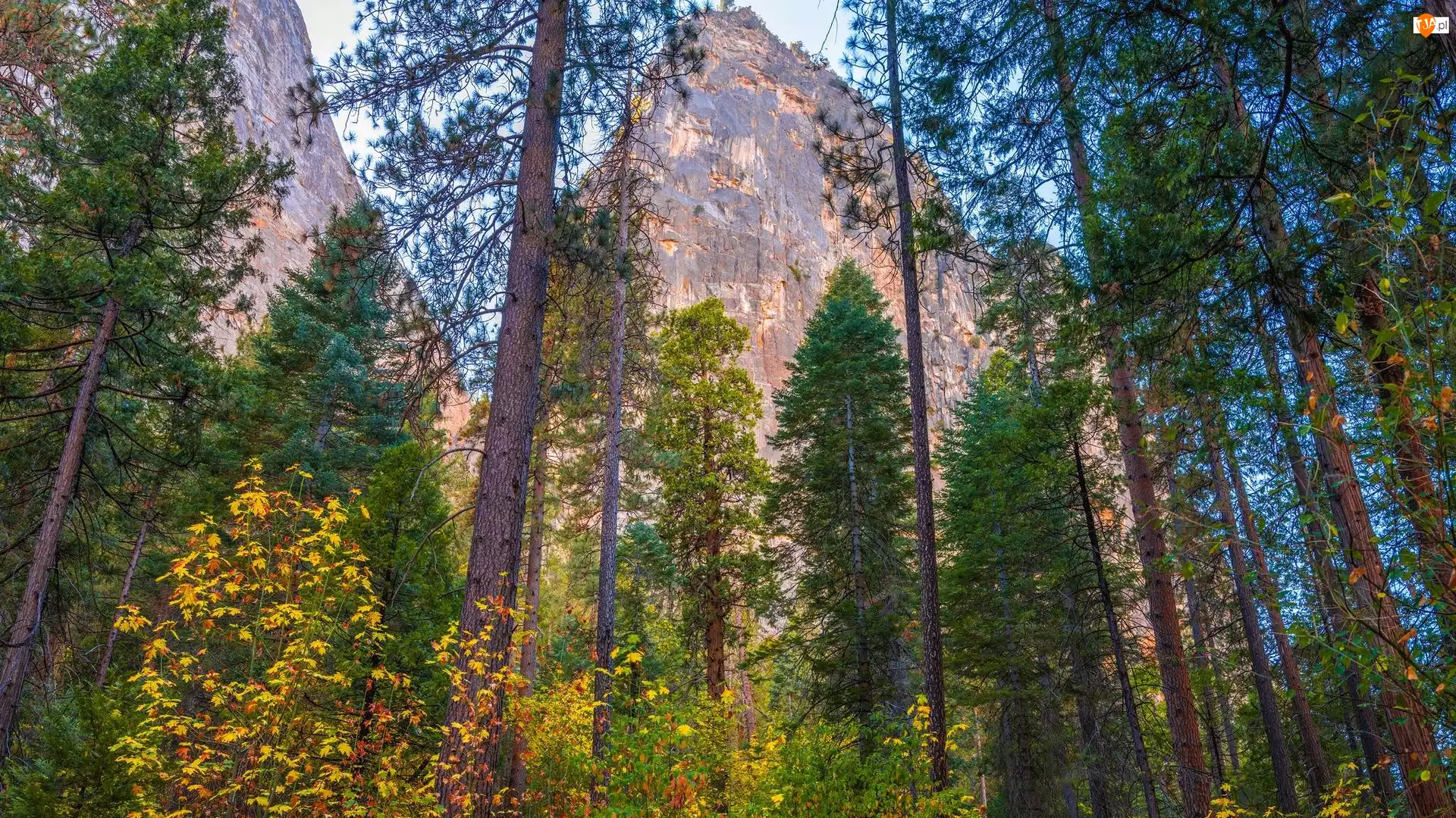 Góry, Park Narodowy Yosemite, Sosny, Stany Zjednoczone, Drzewa, Stan Kalifornia