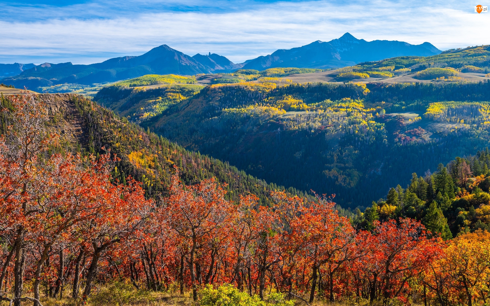 Dolina, Lasy, Telluride, Kolorowe, Góry, Kolorado, Drzewa, Jesień, Krzewy, San Juan Mountains, Stany Zjednoczone