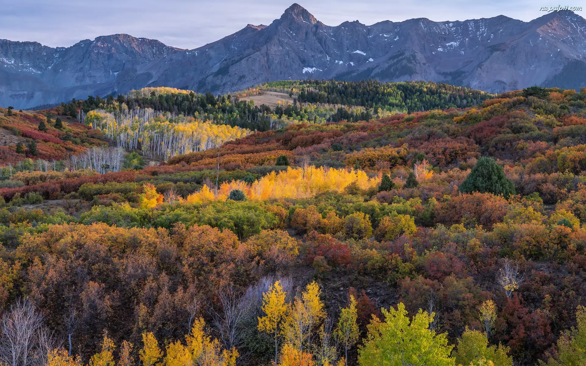 Krzewy, Stan Kolorado, Drzewa, Góry, San Juan Mountains, Telluride, Las, Stany Zjednoczone, Jesień
