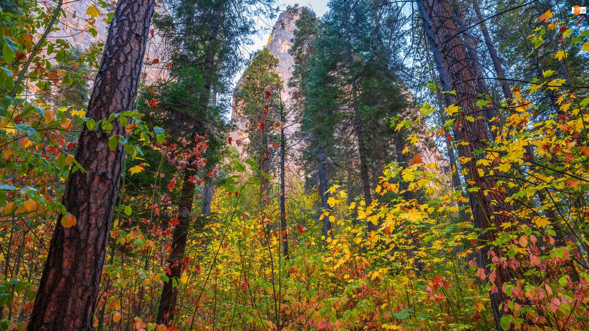 Park Narodowy Yosemite, Góry, Stany Zjednoczone, Jesień, Stan Kalifornia, Las, Drzewa