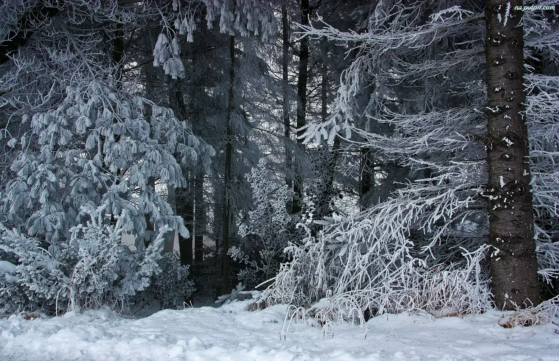 Śnieg, Szron, Las, Zima, Drzewa