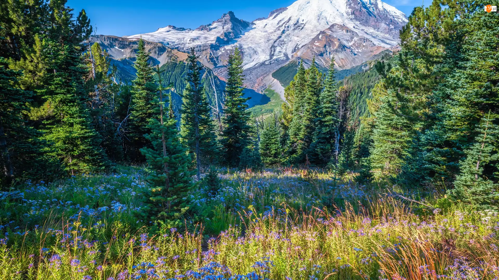 Drzewa, Świerki, Stany Zjednoczone, Góry, Stan Waszyngton, Park Narodowy Mount Rainier, Kwiaty