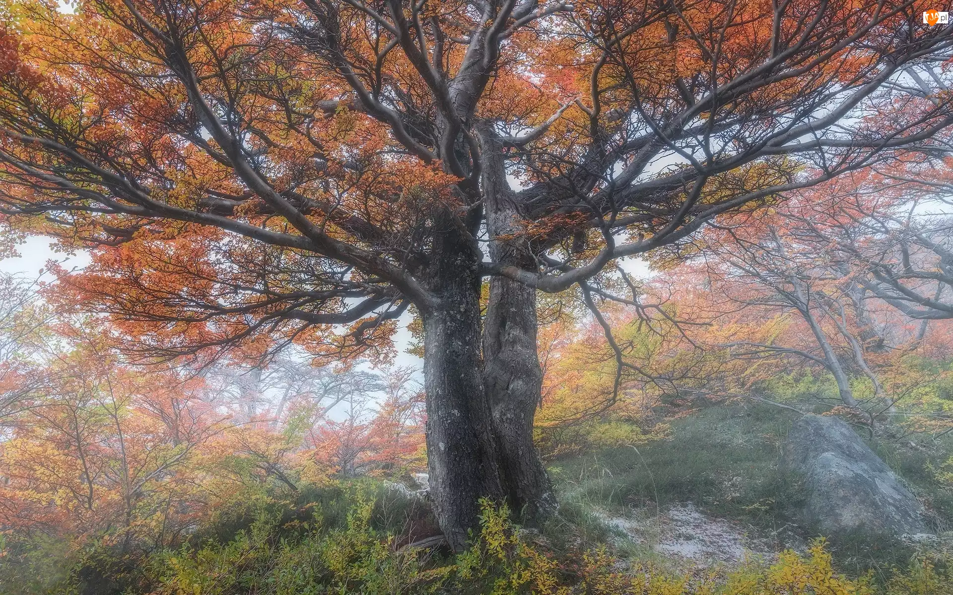 Mgła, Drzewo, Jesień